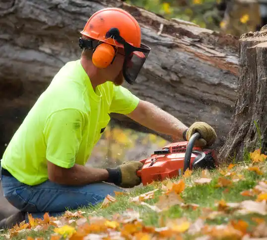 tree services Strongsville